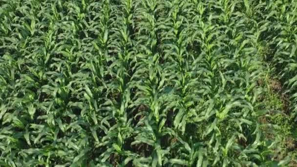 玉米地 阳光明媚的夏天 玉米幼苗在田野里迎风摇曳 种植玉米 农业工业 — 图库视频影像