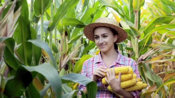 Landwirt Erntet Maiskolben Auf Maisfeld — Stockvideo