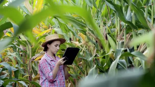 Farmer Vagy Agronómus Egy Kukoricamezőt Vizsgál Mezőgazdasági Vállalkozás Fogalma Agronómus — Stock videók