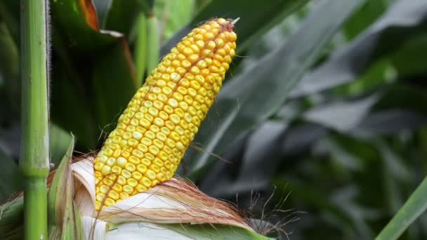 Крупним Планом Кукурудза Стеблі Кукурудзяному Полі — стокове відео
