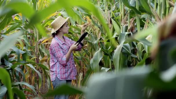 Landwirt Oder Agrarwissenschaftler Inspizieren Ein Feld Mit Maiskolben Das Konzept — Stockvideo