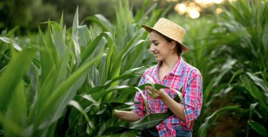 Çiftçi teftiş yapan Mısır alan yaz güneşli gün.