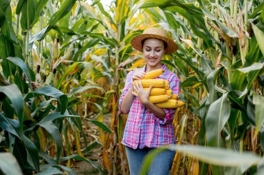 Mısır tarlasında mısır koçanı tutan çiftçi..