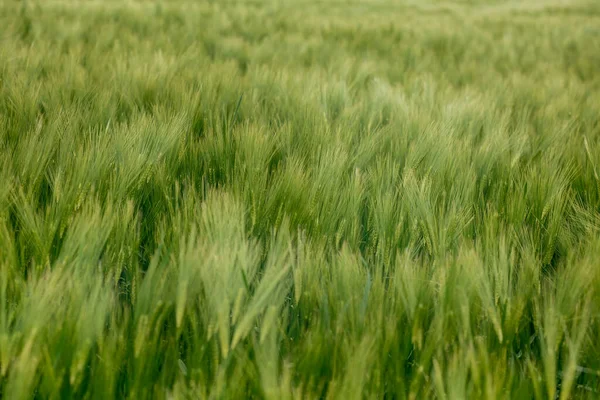 Green Barley Field Dia Ensolarado Europa — Fotografia de Stock