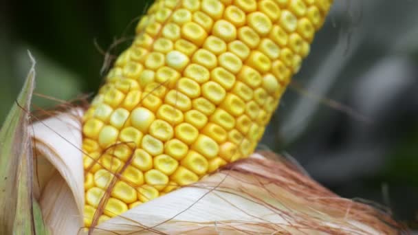 Крупный План Кукурузы Стебле Кукурузном Поле — стоковое видео