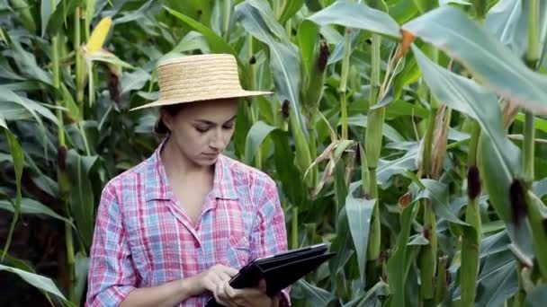 農家や農学者は トウモロコシの畑を検査します 農業ビジネスの概念 農学者とタブレットはトウモロコシの穂軸をチェックします — ストック動画
