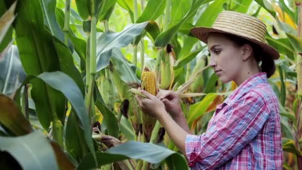 畑で若いトウモロコシの発芽を見ている農家 今年の収量を分析する — ストック動画