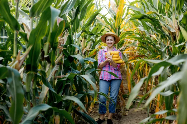 Jordbrukare Tittar Groning Ung Majs Fältet Analyserar Årets Avkastning — Stockfoto