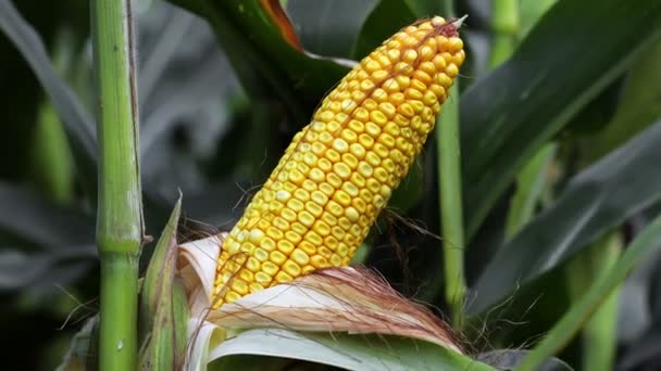 Closeup Corn Stalk Corn Field — Stock Video