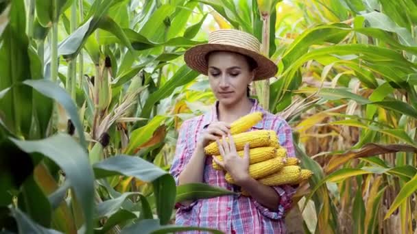 Farmář Sklízí Sladké Kukuřičné Palice Kukuřičném Poli — Stock video