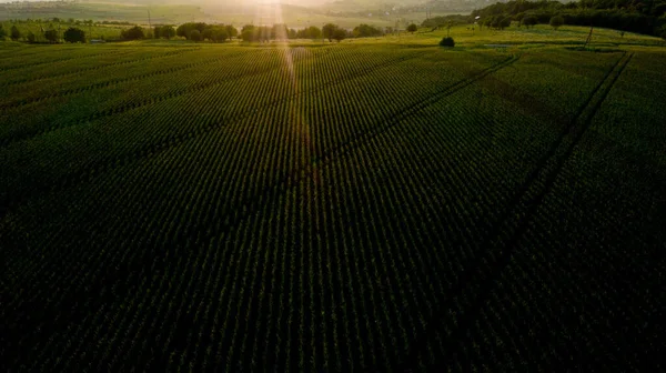 Green Field Sweet Corn Sunset Satisfied Harvest Sweet Corn — Stockfoto