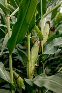 Mısır tarlasında mısır sapına yakın çekim.