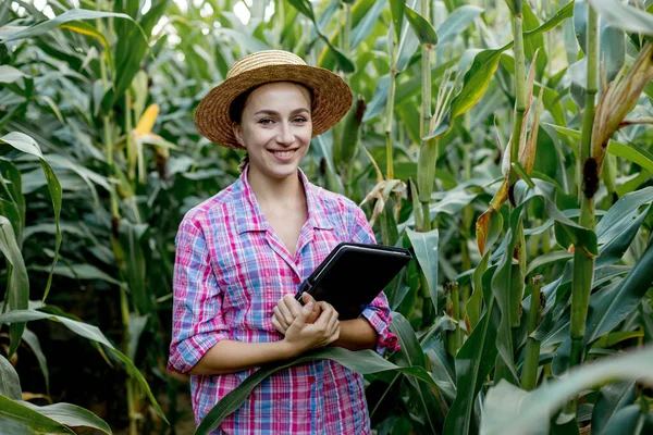 Farmer Agronomist Inspect Field Corn Cobs Concept Agricultural Business Agronomist — Stock Photo, Image