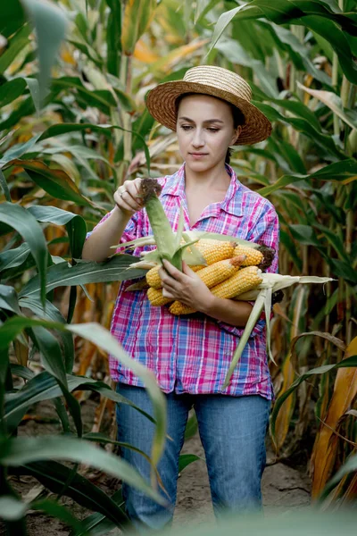 Farmář Drží Kukuřičné Paličky Ruce Kukuřičném Poli — Stock fotografie