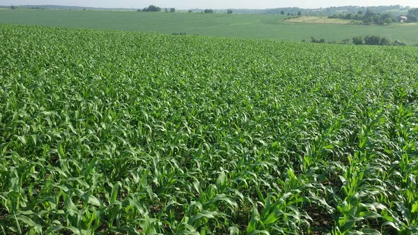 Campo Milho Plantas Milho Jovens Estão Balançando Vento Campo Dia — Fotografia de Stock