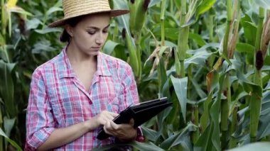 Tablet bilgisayarındaki kadın tarımcı mısırın verimini analiz ediyor.