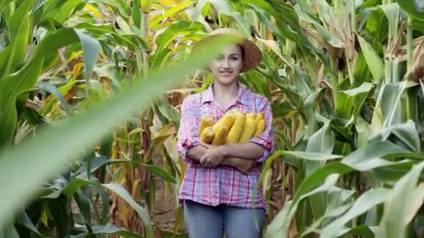 Agricultor no campo. Satisfeito com a colheita de milho doce — Vídeo de Stock