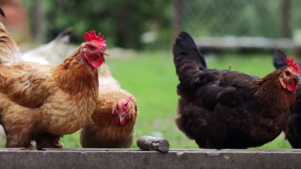 Varios pollos rojos de granja comiendo maíz en el campo. Agricultura y Mascotas Concepto. — Vídeo de stock