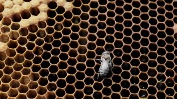 Ballı bal peteğindeki arılar. Arılar bal peteklerini taze bal ile doldurur. — Stok video