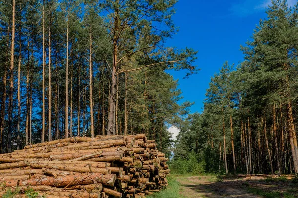 Ułożone Stosy Drzewa Sosnowego Lesie Wycinanie Lasów Przechowywanie Drewna — Zdjęcie stockowe