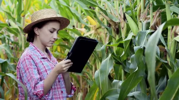 Női Technológus Agronómus Egy Tabletta Számítógép Elemzi Terméshozam Kukorica — Stock videók
