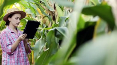 Tablet bilgisayarındaki kadın tarımcı mısırın verimini analiz ediyor..