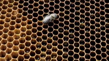 Ballı bal peteğindeki arılar. Arılar bal peteklerini taze bal ile doldurur