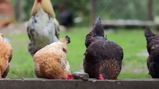 Kilka Czerwonych Hodowlanych Kurczaków Jedzących Kukurydzę Wsi Koncepcja Hodowli Hodowli — Wideo stockowe