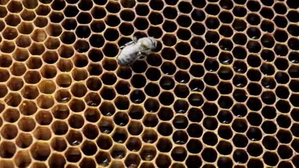 ハチミツ入りのハニカムの上の蜂 蜂は新鮮な蜂蜜でハニカムを埋める — ストック動画
