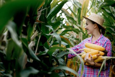 Mısır tarlasında mısır koçanı tutan çiftçi..