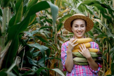 Mısır tarlasında mısır koçanı tutan çiftçi..