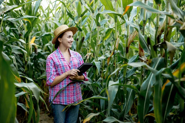 Farmer Agronomist Inspect Field Corn Cobs Concept Agricultural Business Agronomist — Stock Photo, Image