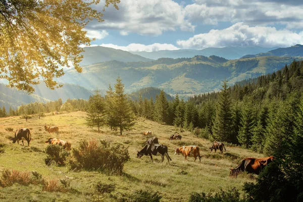 山のモミの木の間の高山草原で牛の放牧 背景には山や斜面 牧草地に牛と山の風景 — ストック写真