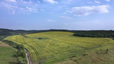 Yağlı tohum çiçekli tarım alanlarının havadan görünümü. Ayçiçeği tarlası. Üstten Görünüm.