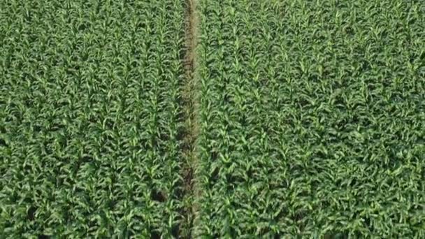 Corn Field Young Corn Plants Swaying Wind Field Sunny Summer — Stock Video