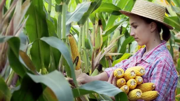 Фермер Збирає Солодкі Кукурудзяні Камери Кукурудзяному Полі — стокове відео