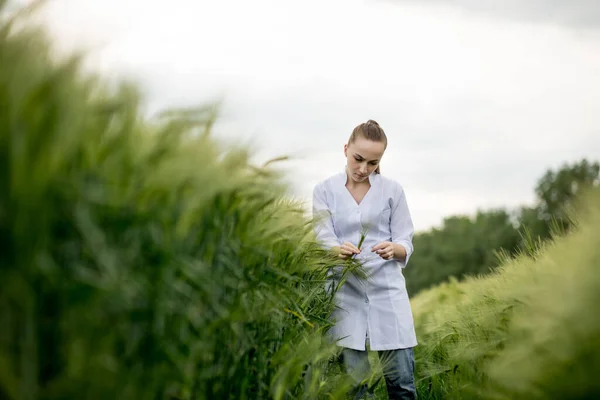 Young Woman Agronomist White Coat Squatting Green Wheat Field Checking — Stock Photo, Image