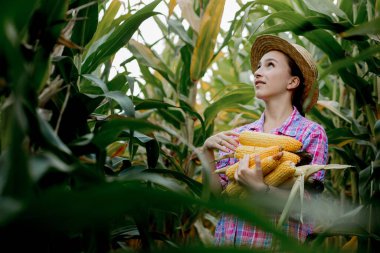 Mısır tarlasında mısır koçanı tutan çiftçi..