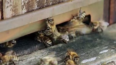 Arı kovanına bal arıları girer, arıcılık kavramı..