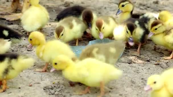 Familjen Duck Bestånd Myskänder Med Mor — Stockvideo