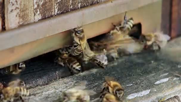 ミツバチは巣に飛び込み養蜂の概念を — ストック動画