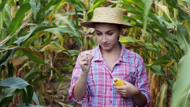 Boeren Agronomen Inspecteren Een Veld Maïskolven Het Begrip Landbouwbedrijf — Stockvideo