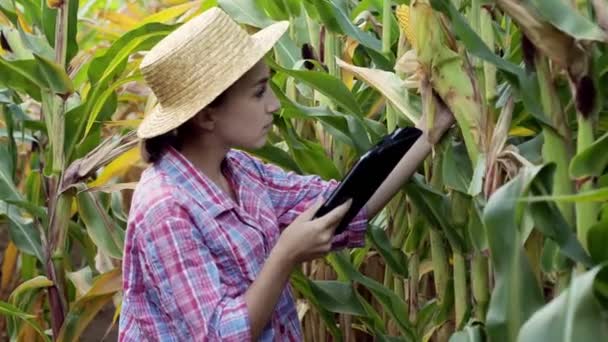 Фермер Агроном Осматривает Поле Кукурузных Початков Концепция Сельскохозяйственного Бизнеса Агроном — стоковое видео