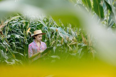 Çiftçi ya da tarımcı mısır koçanı tarlasını teftiş eder. Tarım sektörü kavramı. Tabletli tarımcı mısır koçanlarını kontrol ediyor.