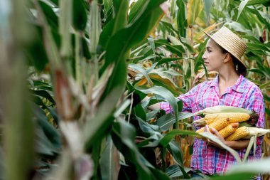 Çiftçi tarladaki genç mısırların filizlenmesine bakıyor. Bu yılın verimini analiz ediyor.