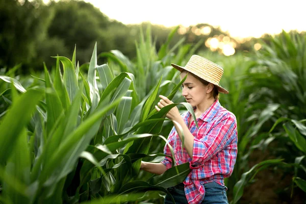 Portrait Young Woman Farmer Inspecting Corn Field Summer Sunny Day — Stock Photo, Image