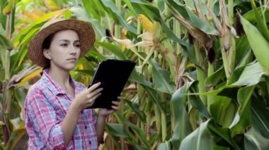 Tablet bilgisayarındaki kadın tarımcı mısırın verimini analiz ediyor..