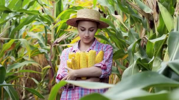 Фермер Полі Задоволені Врожаєм Солодкої Кукурудзи — стокове відео