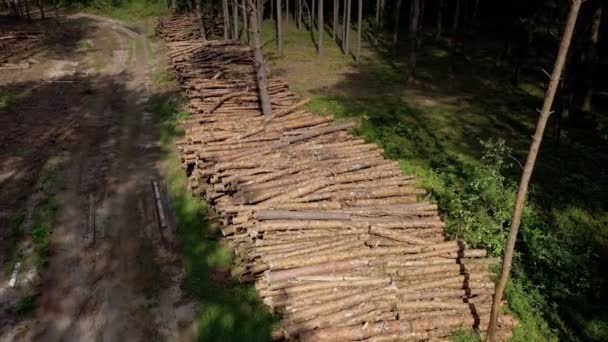 Cayendo Árbol Troncos Madera Bosque Pinos Bosque Pino Abeto Labranza — Vídeo de stock
