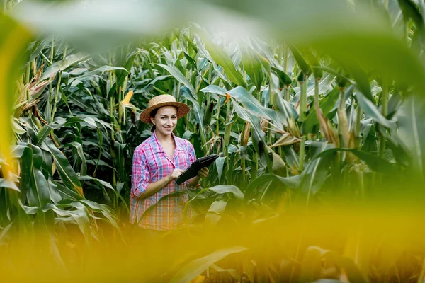 Jordbrukare Eller Agronomer Inspekterar Majskolvar Begreppet Jordbruksföretag Agronomen Med Tablett — Stockfoto